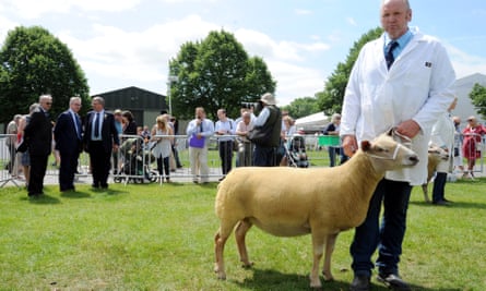Michael Gove admires a sheep at faming show in Worcesterhsire