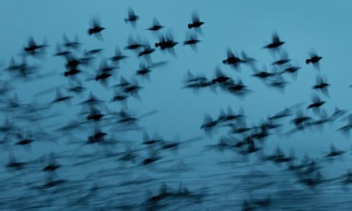 Voli di fantasia: mormorii di storno – in immagini | Ambiente | The Guardian