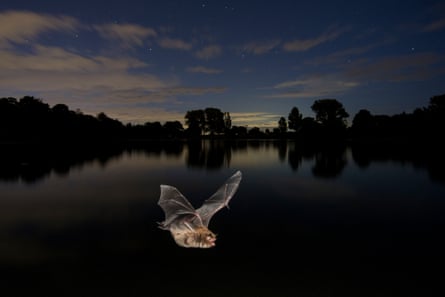 a bat flies over water