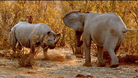 A rhinoceros faces an elephant
