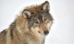 A wolf looking at camera