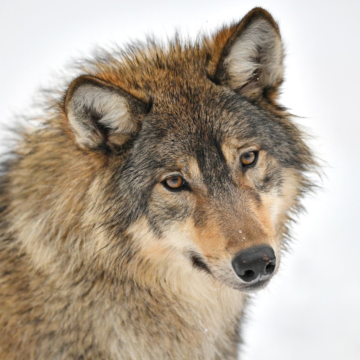 Love, hate and hypocrisy: the best books about animals and humans | Books | The Guardian Love, hate and hypocrisy: the best books about animals and humans | Books | The Guardian