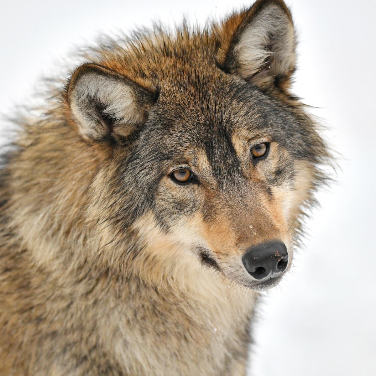 Lone Wolf In Belgium Gets Potential Love Interest Belgium The Guardian