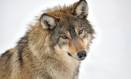 Lone Wolf In Belgium Gets Potential Love Interest Belgium The