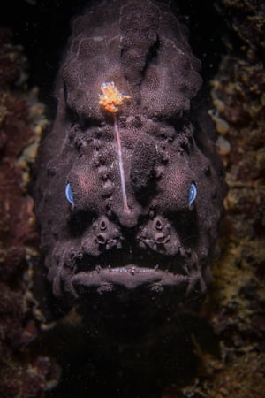 A black frogfish (or black anglerfish in Australia) – Kurnell, NSW, Australia: winner in animal portraits category