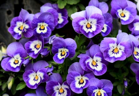 Purple and white winter-flowering pansies.