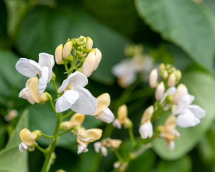 A macro shot of white runner bean flowers in bloom