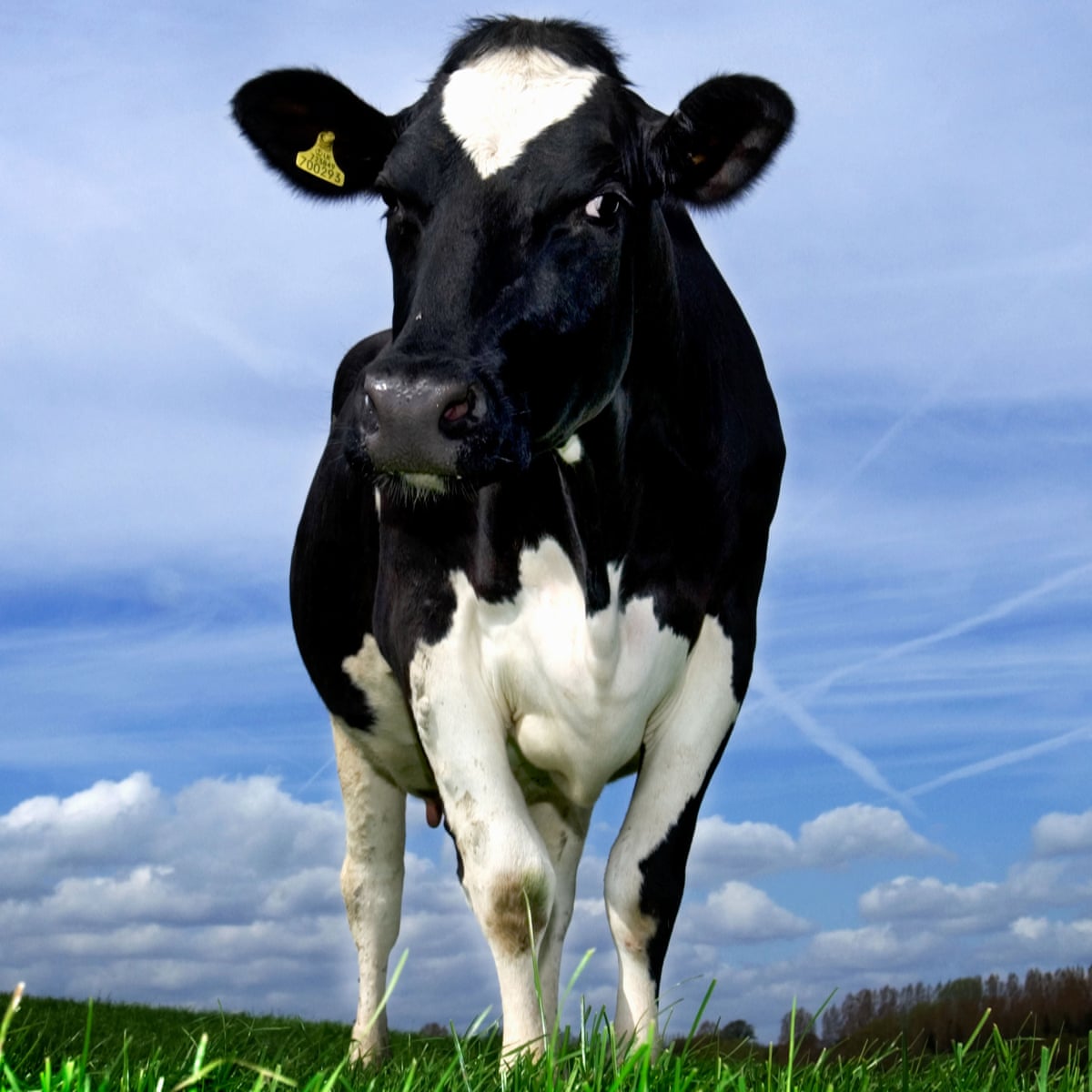 If You Believe That Cows Belong In Fields Free Range Milk Will Give You Hope Milk The Guardian