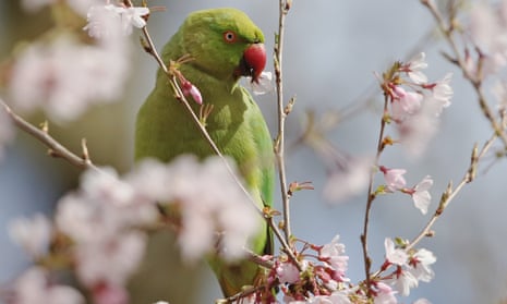 Ring-necked parakeets are thriving in the UK, mostly inside the M25. With numbers put at around 32,000 in 2012, there is a potential for economic damage, especially to fruit farms and vineyards. 