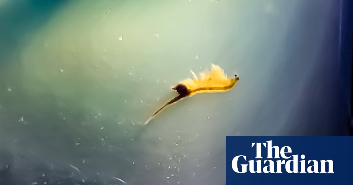The pet I’ll never forget: I was so proud of my Sea-Monkeys – until their orgies repulsed me