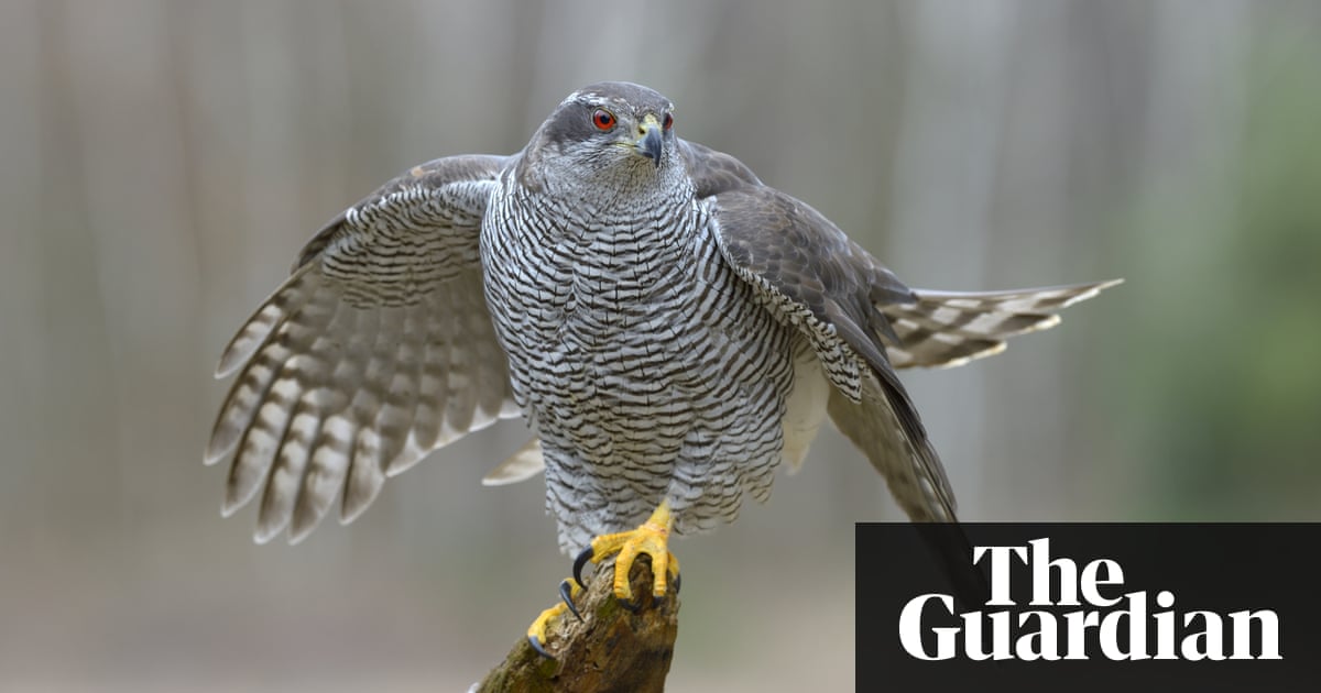 Scottish gamekeeper banned over alleged goshawk persecution | UK news | The Guardian