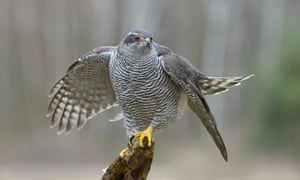 Goshawk