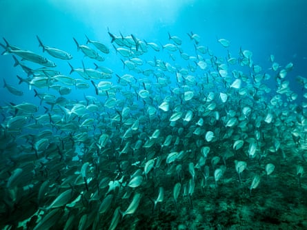 Un banco de peces cerca del Canal Alemán.