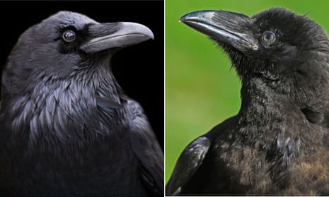 The California raven, left, and the Holarctic raven appear to be in the process of becoming one species, say researchers.