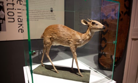 Une antilope naine en peluche.