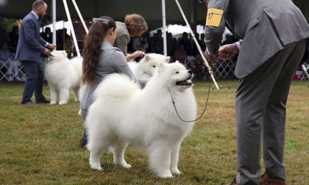 Samoyeds compete at New York state’s Westminster Kennel Club Dog Show in 2022.