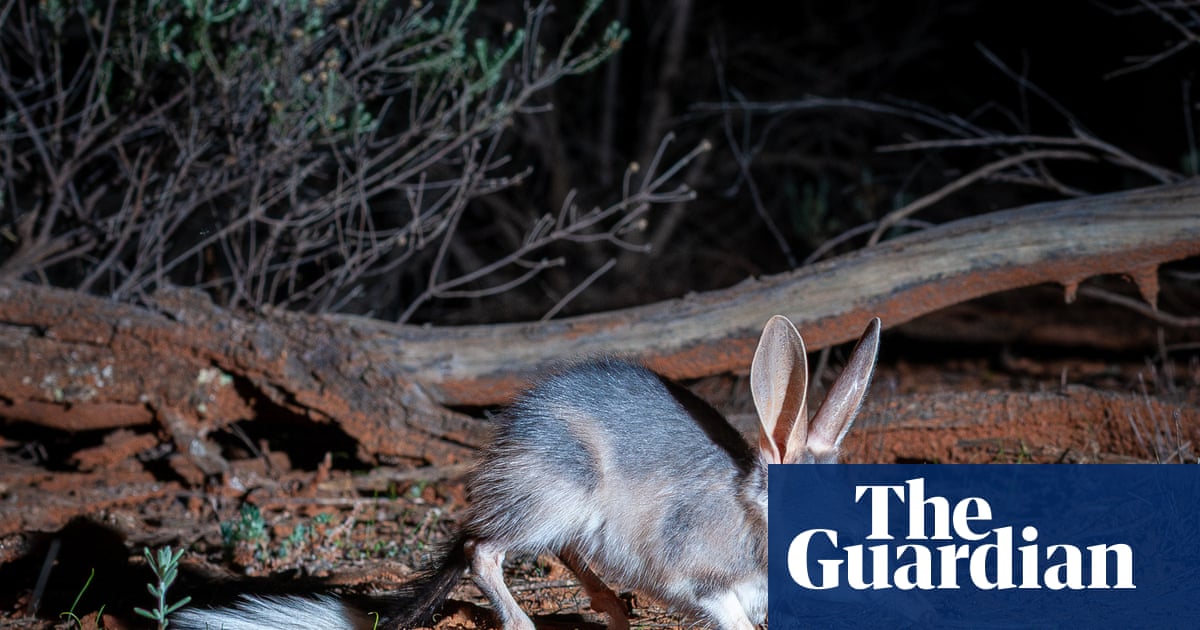 Bilby boom: breeding trial to reintroduce species to Mallee Cliffs national park shows signs of success