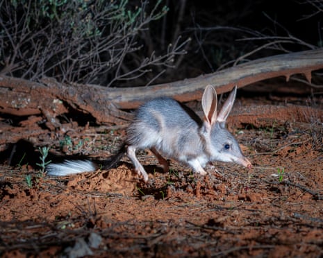 A bilby at Mallee Cliffs national park