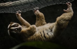Brodi, the slow loris, who had to have an amputation after he was electrocuted on an uninsulated power line but is recovering well at International Animal Rescue in Indonesia. Unfortunately, uninsulated power lines are a new threat to the lives of slow loris