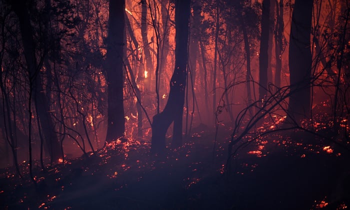 Image result for bush fire NSW november 2019