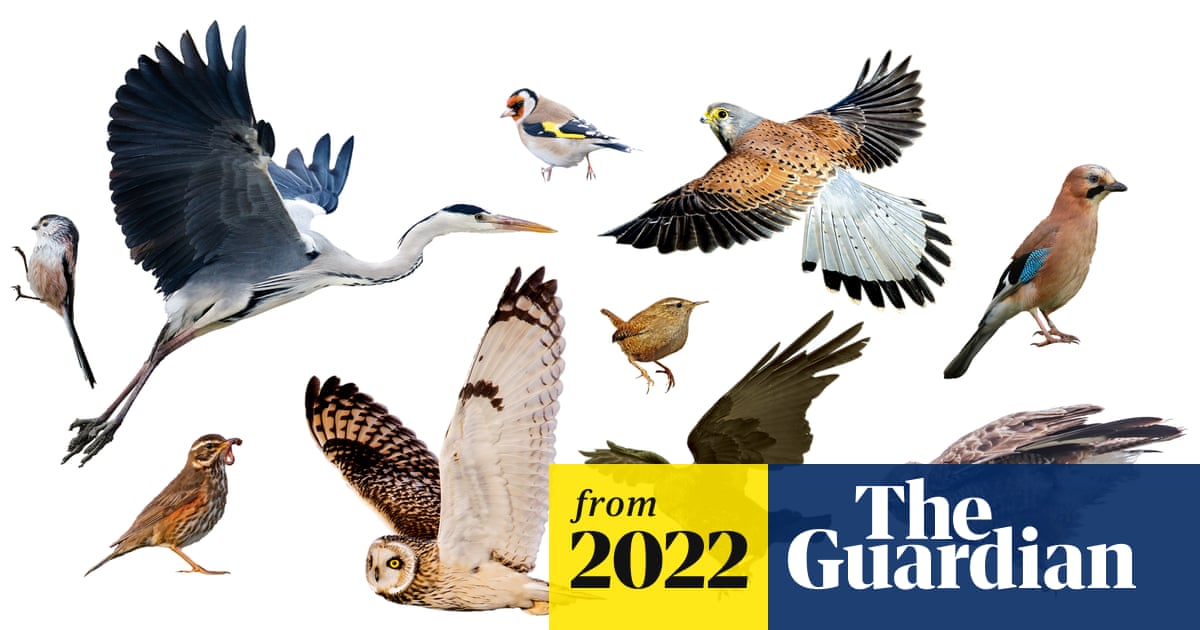 Where Do UK Birds Migrate to in Winter: Top Destinations Revealed