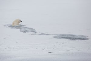 A polar bear swims in Svalbard, a Norwegian archipelago near the North Pole.