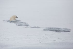 A polar bear swims in Svalbard