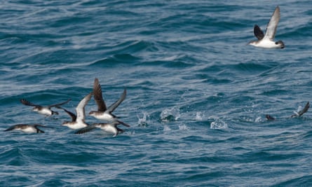 Manx shearwaters taking off near Lundy.