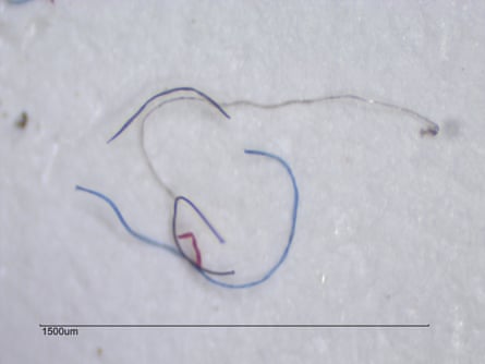 Tiny plastic fibers taken from a water sample in Blue Hill Bay in the gulf of Maine.
