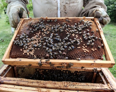 Readers reply: Which organisms are most beneficial to humans without us realising?