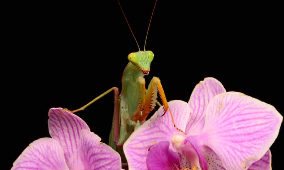 ‘I see it,’ he said. ‘You are the female praying mantis, devouring her mate.