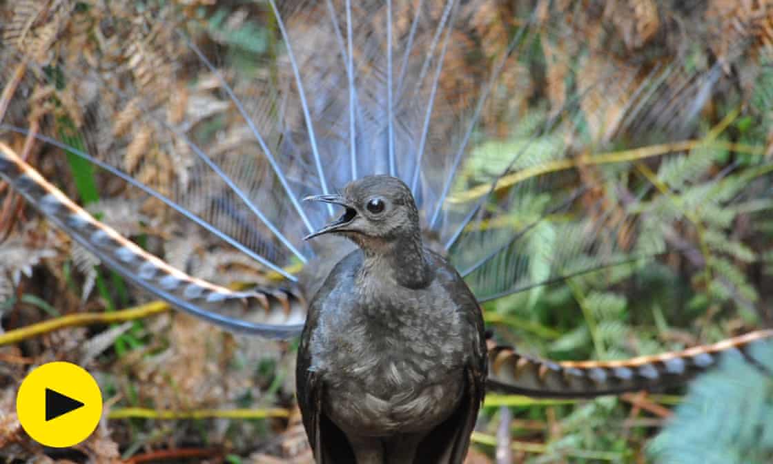 Liar birds: how male superb lyrebirds use deception to attract mates – video