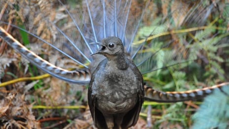 What Bird Sounds Like the Predator: Unveiling Nature’s Trickster