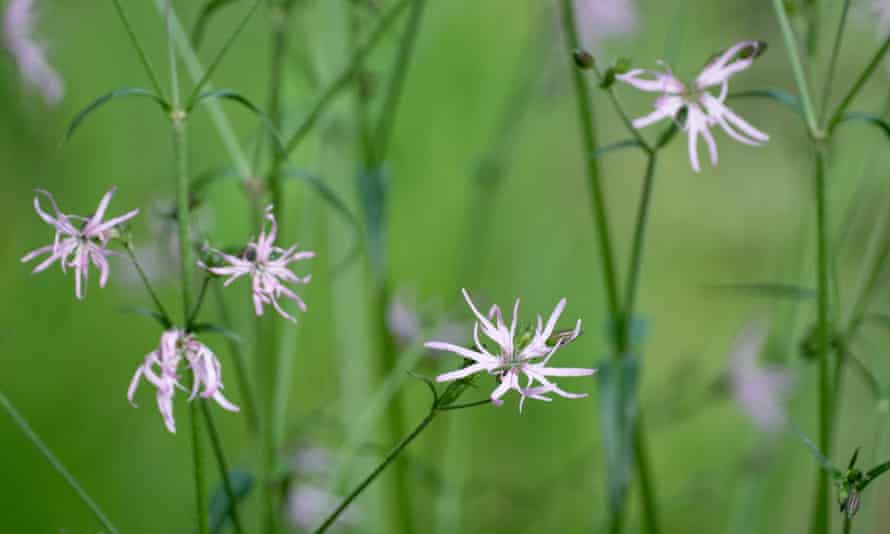 Ragged Robin flowering in Blean Woods