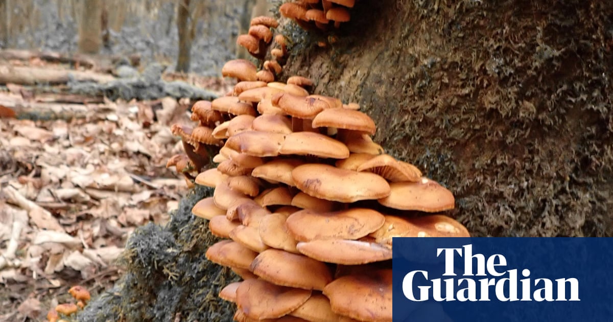 Country diary: Here for all to see nature's remarkable ability to rebound | Mark Cocker