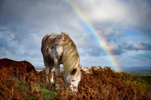 The Gower peninsula, south Wales, gains a rainbow as one of the local wild, free-roaming ponies grazes on the hillside.