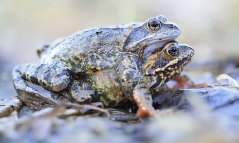 European common frogs mating