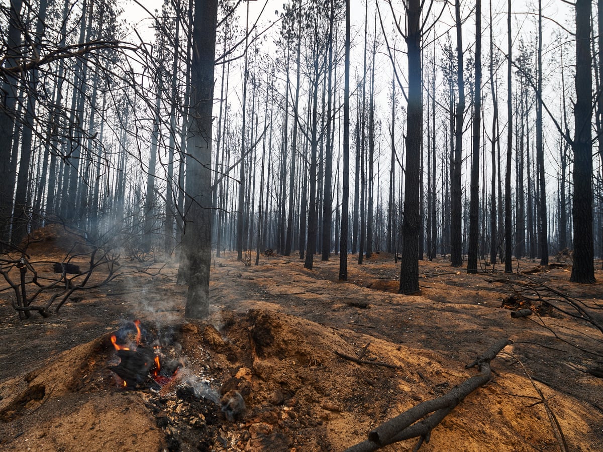 Record Breaking 4 9m Hectares Of Land Burned In Nsw This Bushfire Season Australia News The Guardian