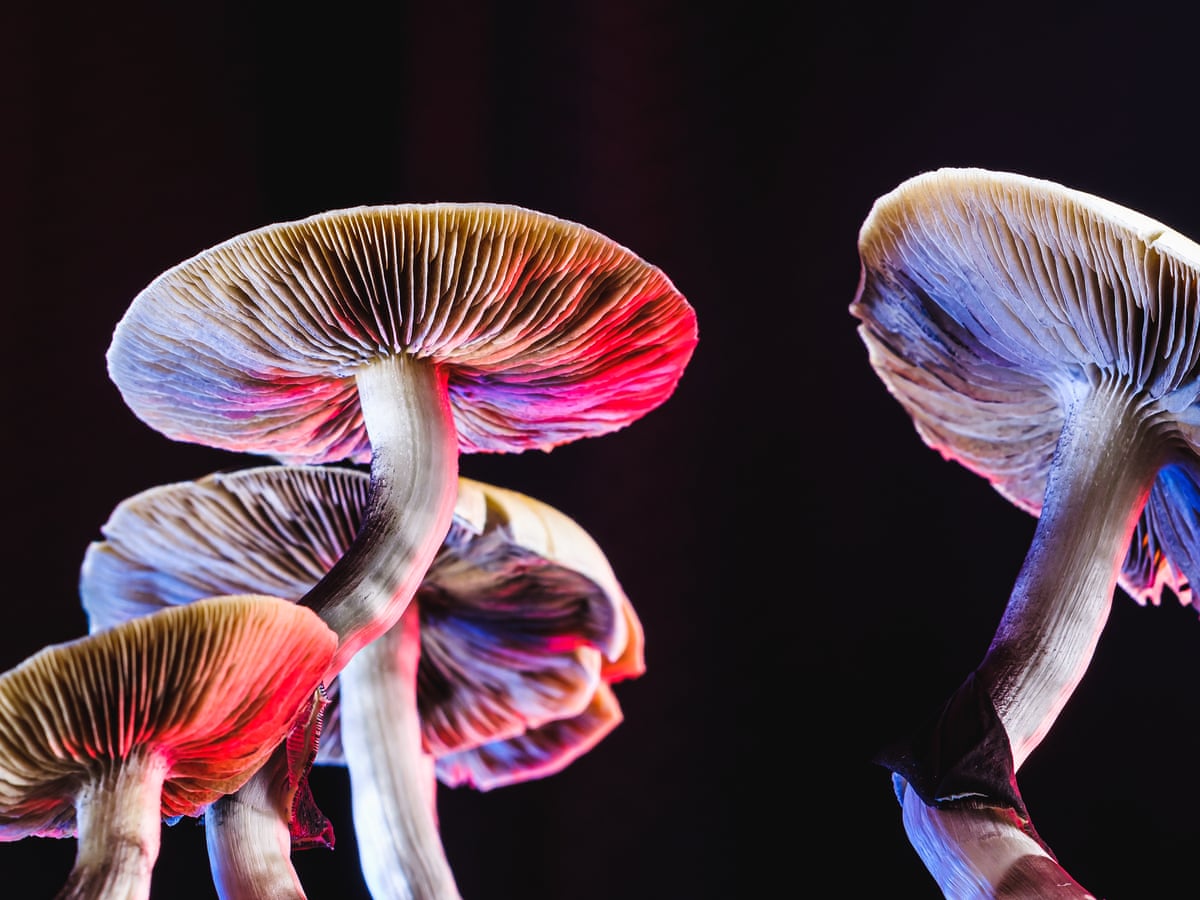 Mushroom Lyfe: Unlock the Power of Mushrooms