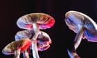 Psychedelics can change humanity for the better. It’s time to unlock their power | Rick Doblin