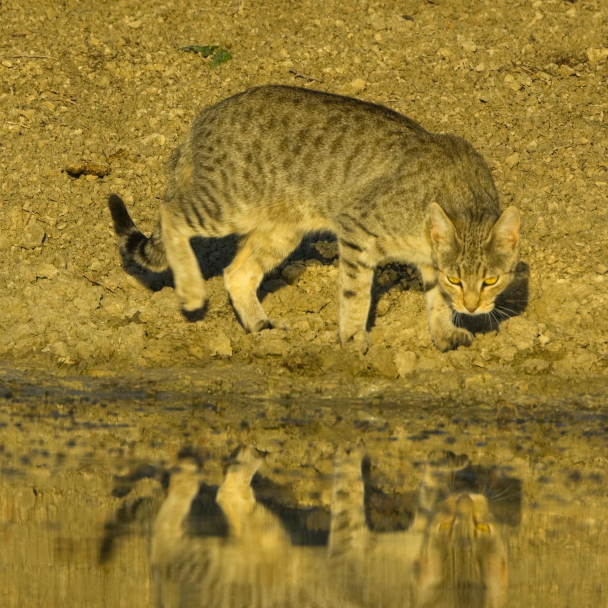 Largest Wild Cat largest-wild-cat
