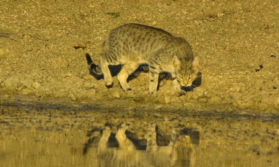 A feral cat drinking at a pond in Mungo National Park in NSW