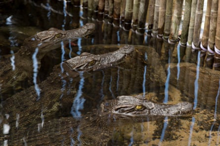 Three crocodiles heads emerge from shallow water in an enclosure.
