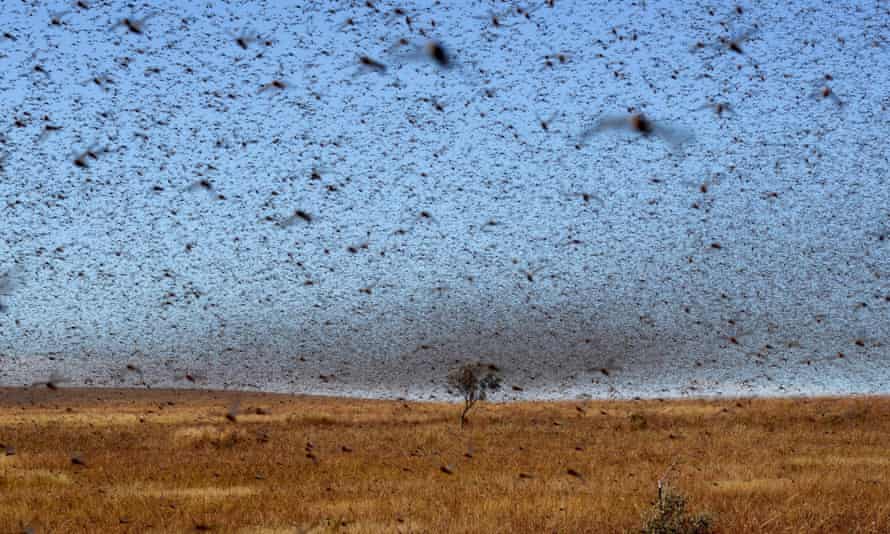 A swarm of the red locusts in Madagascar, detroying local vegetation.