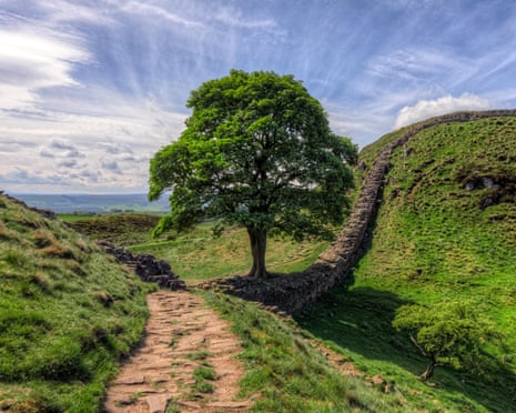 The tree at Sycamore Gap in Northumberland in May 2019.