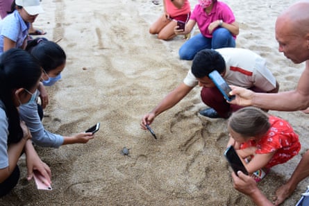 Baby turtles draw an admiring crowd