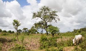 Smallholder farmers and pastoralists have moved in huge numbers to the valley, cutting down forest as they go.
