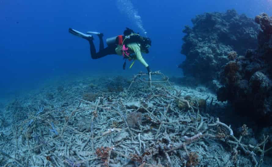 Diver installing a reef star