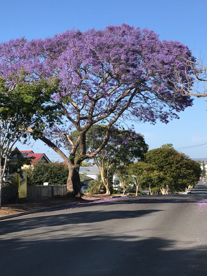 Jacaranda Trees In Bloom Photographs From Guardian Australia Readers Environment The Guardian Jacaranda Trees In Bloom Photographs From Guardian Australia Readers Environment The Guardian