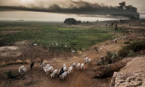 Pastoralists move while their cattle graze near some farms in the outskirts of Sokoto district in north Nigeria.